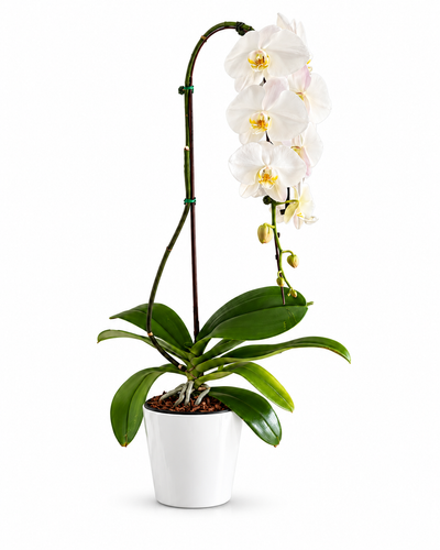White phalaenopsis orchid in a white ceramic pot